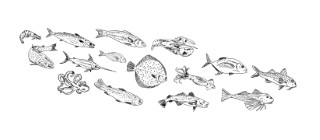 Professional Animals Design: Free Vector - High Quality Free Vector Download