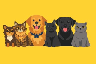 Row of four different cats and dogs sitting together on a yellow background.