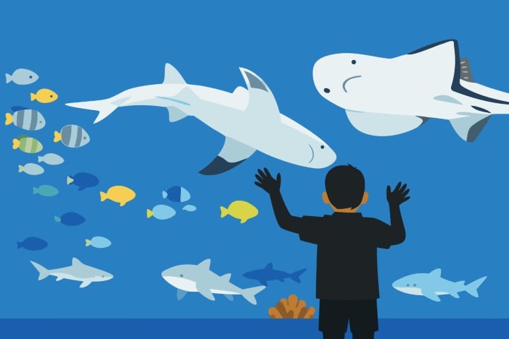 Silhouette of a diver exploring a large aquarium with sharks and stingrays.
