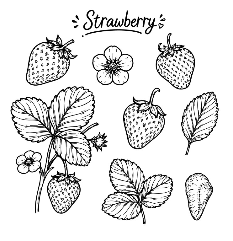 Fresh sweet strawberry berries with green leaves elements hand drawn set.