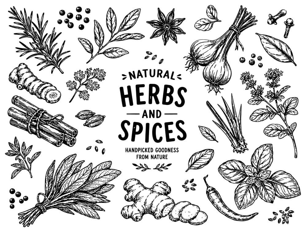 Natural culinary herbs and aromatic organic spices elements hand drawn set.