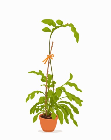 In a decorative pot the vibrant green plant adds a natural atmosphere to home decor.