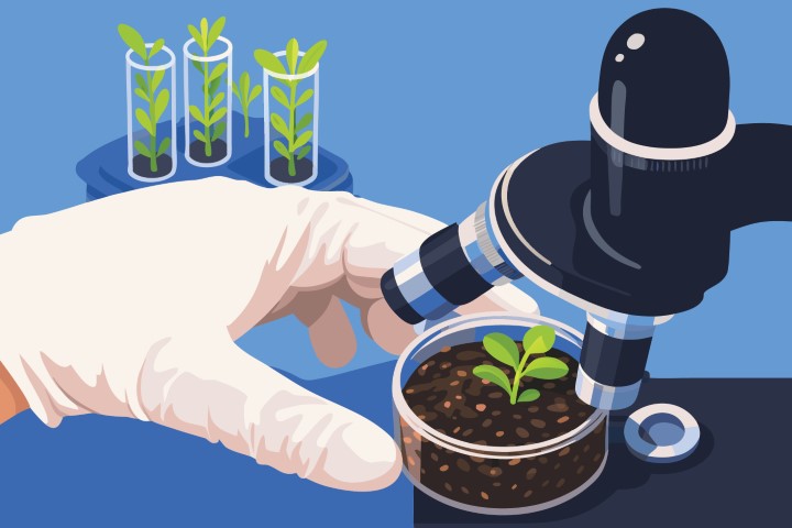 Scientist in protective gloves using a microscope to examine small green plants.