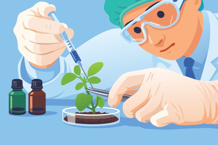 Young male researcher injecting liquid into plant sample for agricultural study.